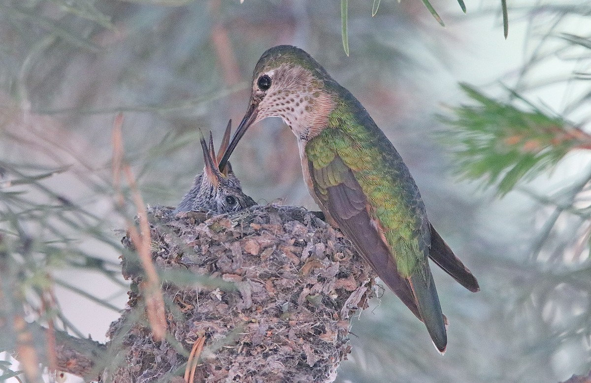Broad-tailed Hummingbird - Pitta Tours