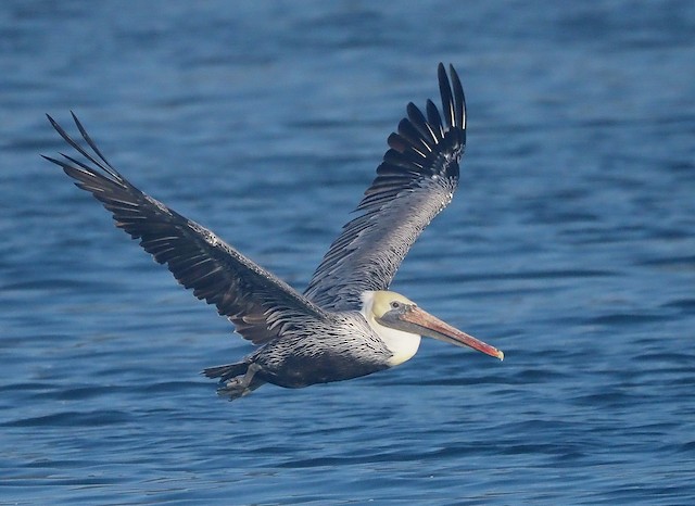 Brown Pelican (California)