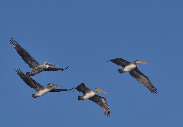Brown Pelican (California)