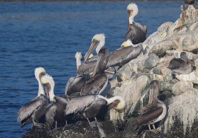 Brown Pelican (California)