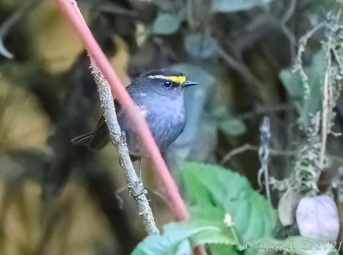 Golden-browed Chat-Tyrant - ML375040651