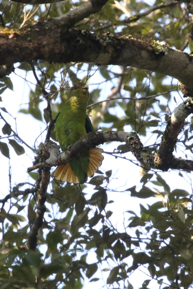 Golden-tailed Parrotlet - Daniel Branch