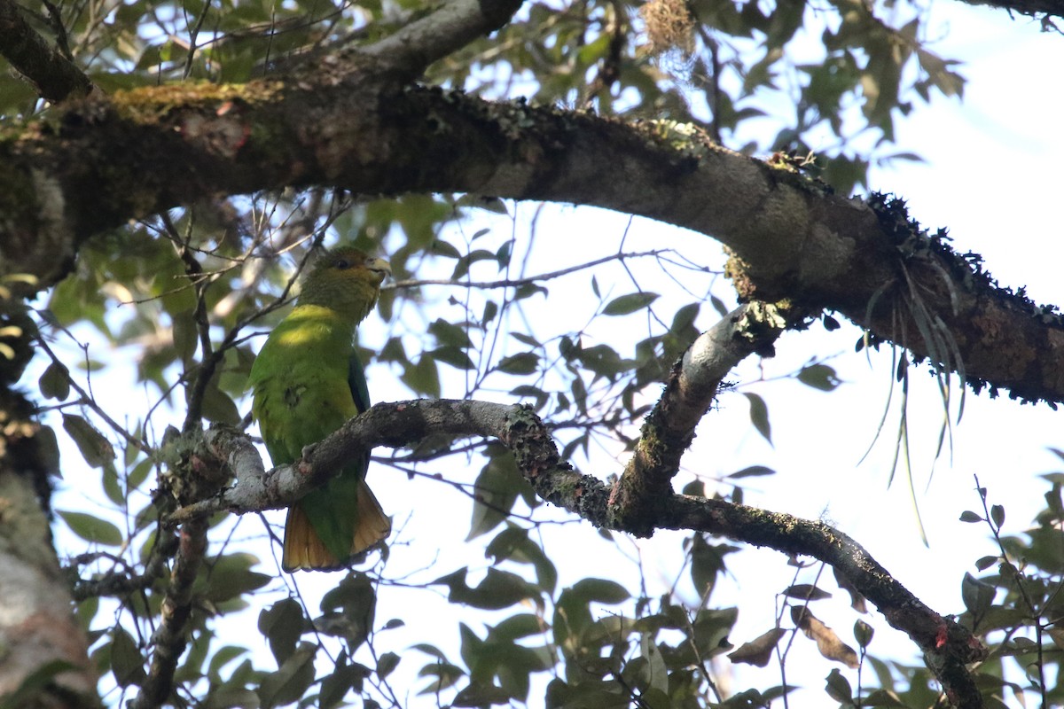 Golden-tailed Parrotlet - Daniel Branch