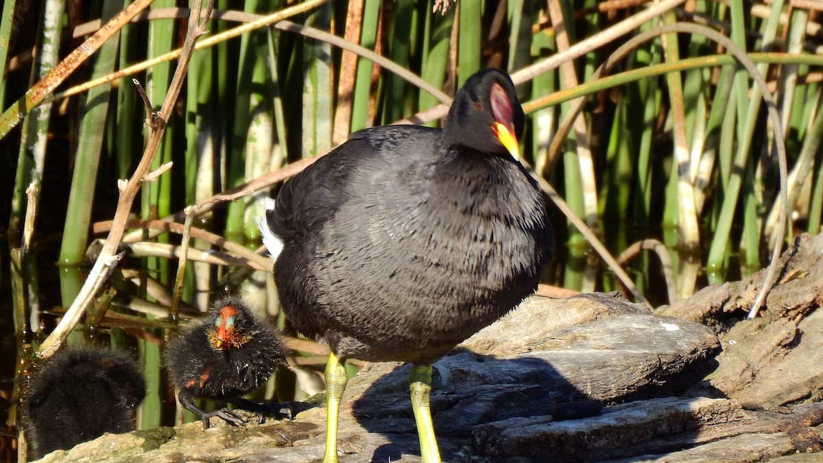 Red-fronted Coot - ML375043831