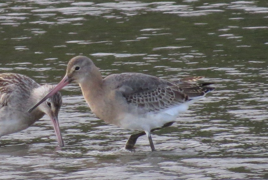 Black-tailed Godwit - Lowell Mills-Frater