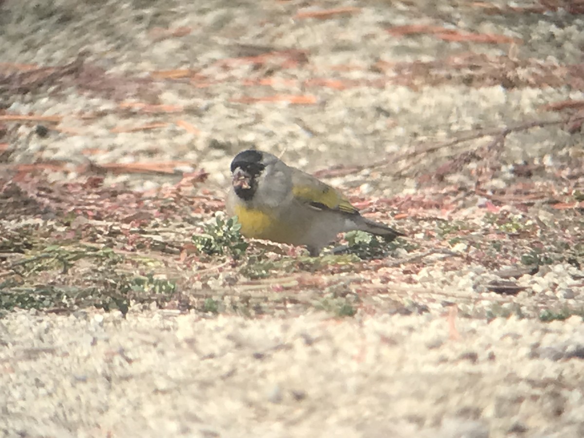 Lawrence's Goldfinch - ML375046101