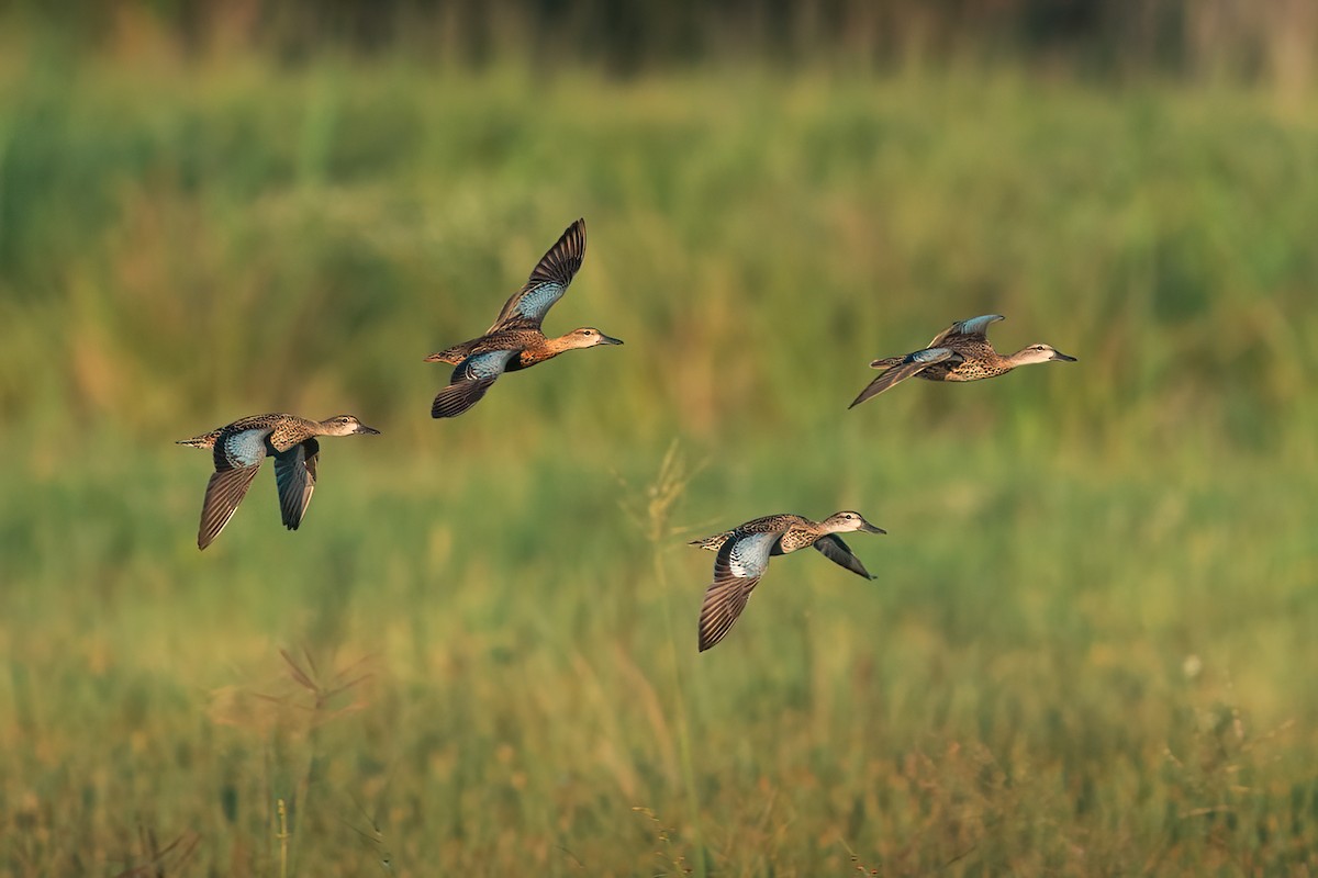 Blue-winged Teal - Neo Morpheus