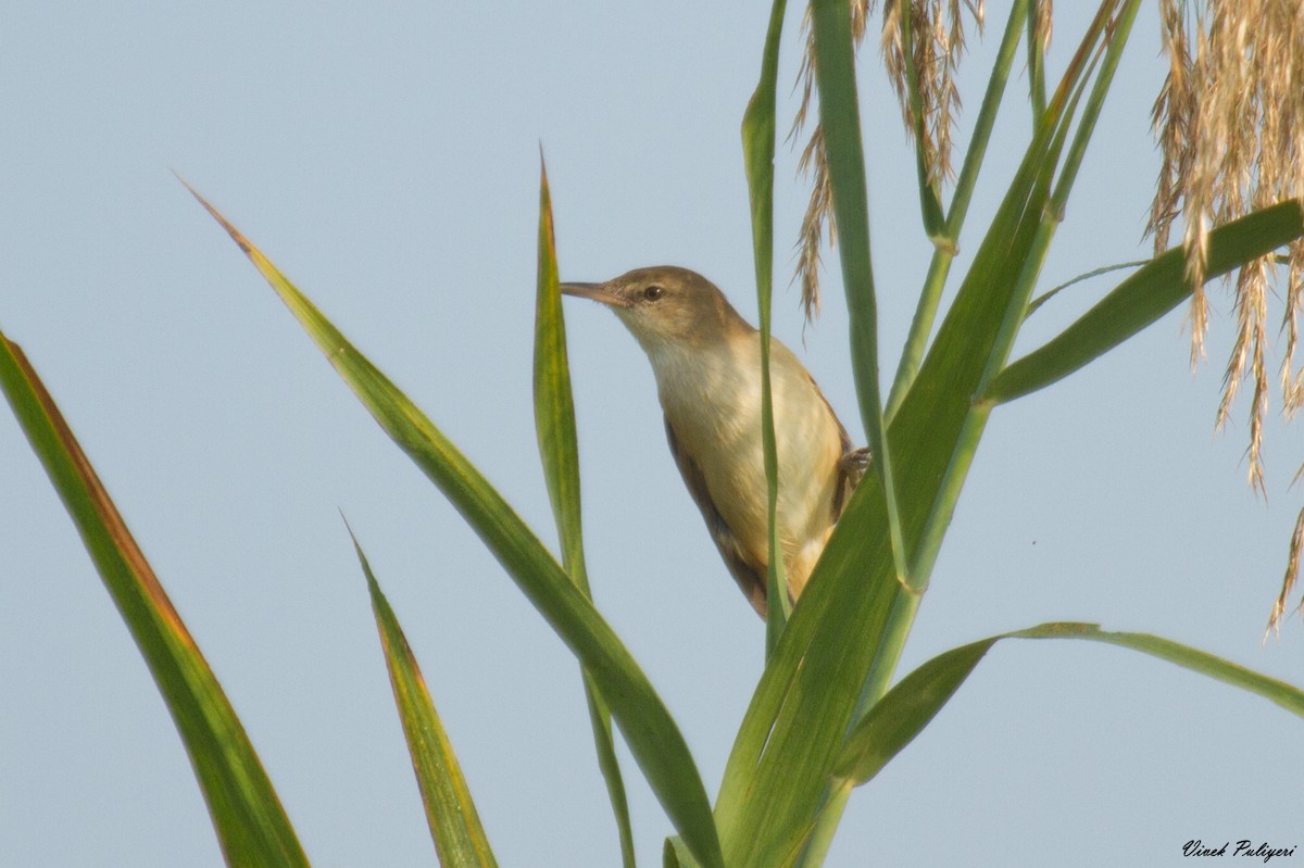 Clamorous Reed Warbler - Anonymous