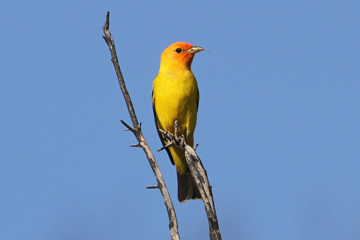 Western Tanager - ML37505961
