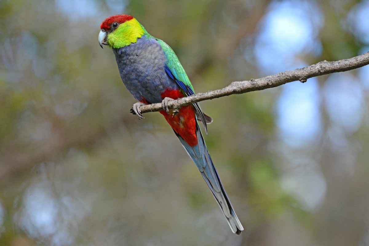 Red-capped Parrot - ML375065651