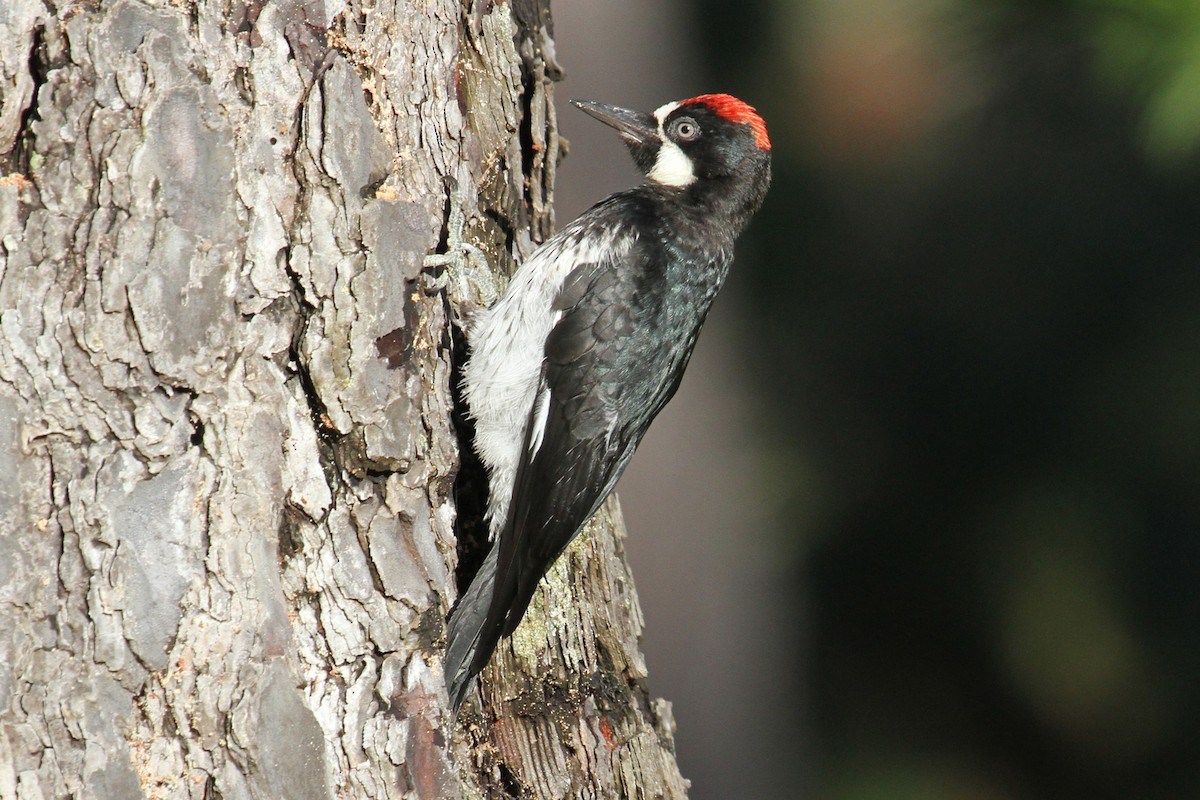 Acorn Woodpecker - ML37506641