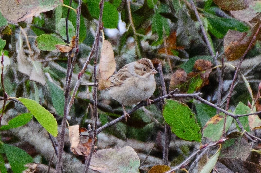 Clay-colored Sparrow - Zeke Smith
