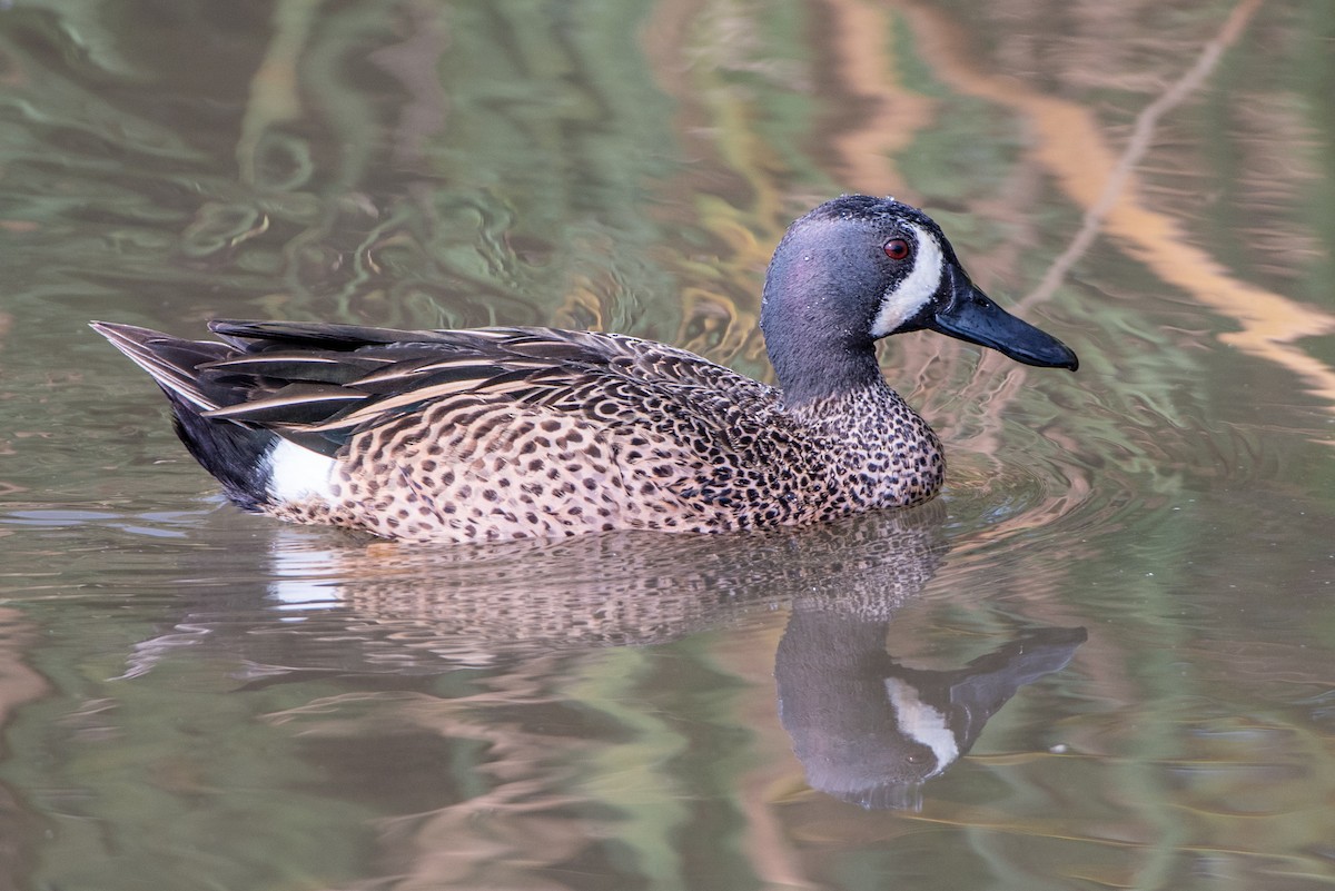 Blue-winged Teal - ML37507591