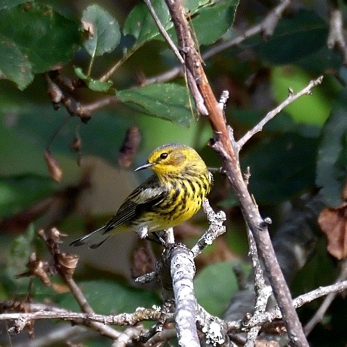 Cape May Warbler - M & C S