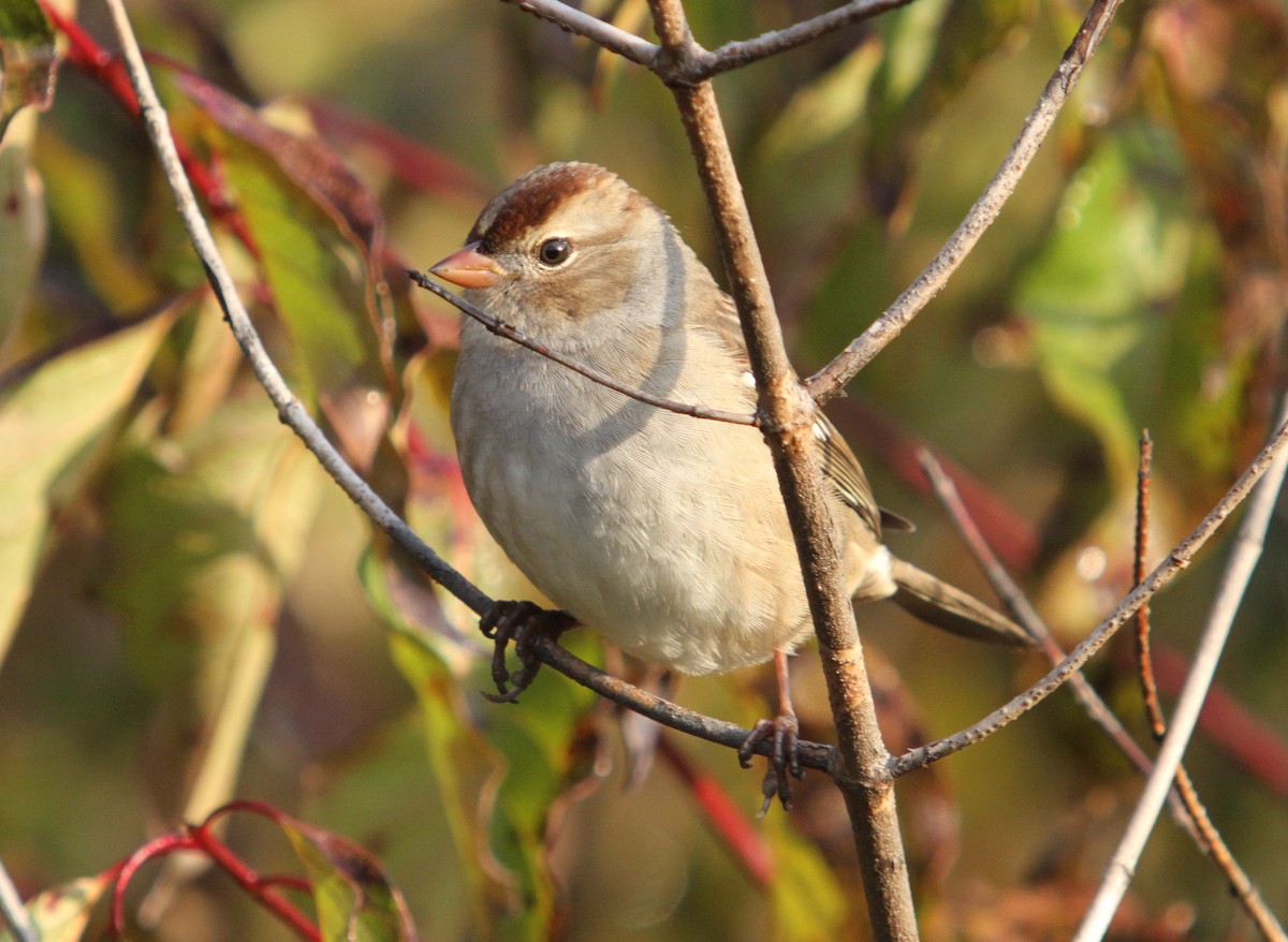 White-crowned Sparrow - Ben Barkley