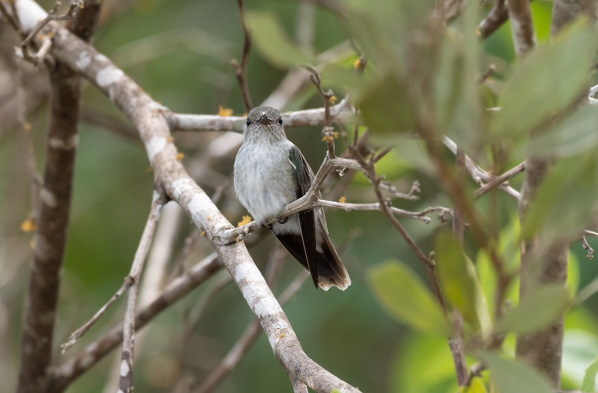 Olive-spotted Hummingbird - Alex Luna