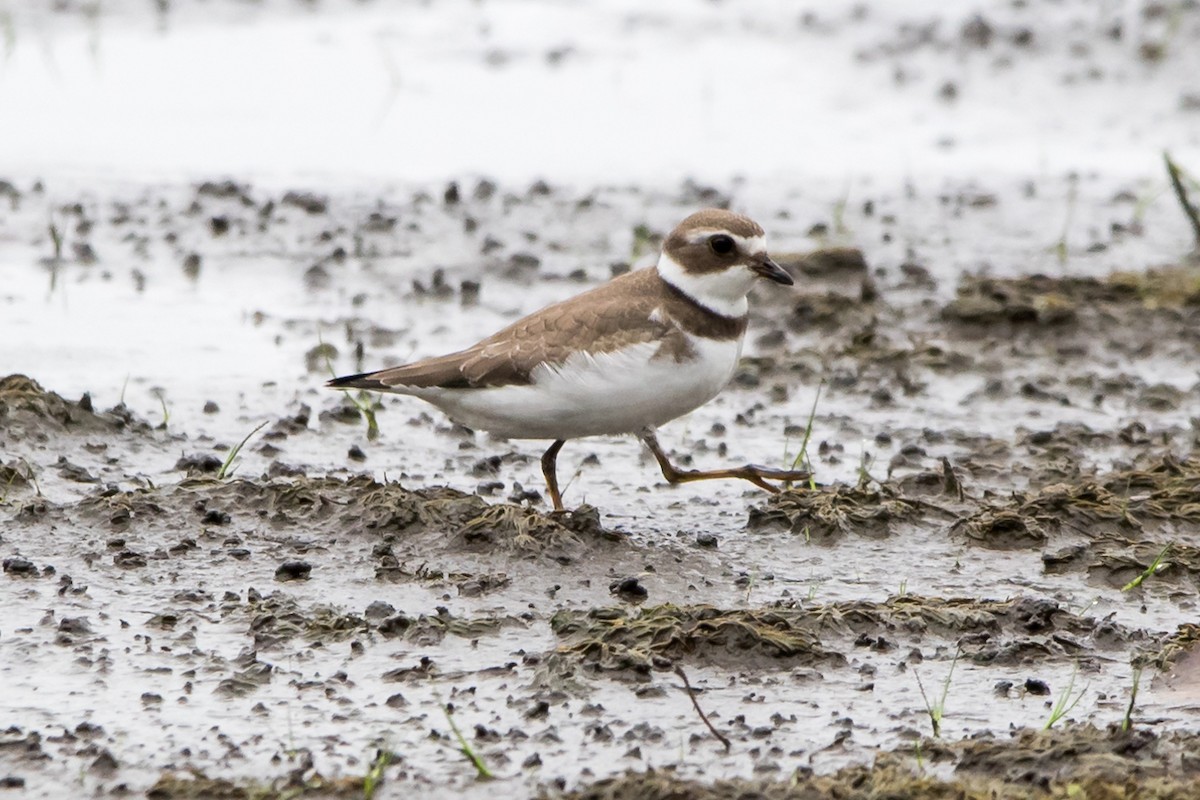 Semipalmated Plover - Brian McGee