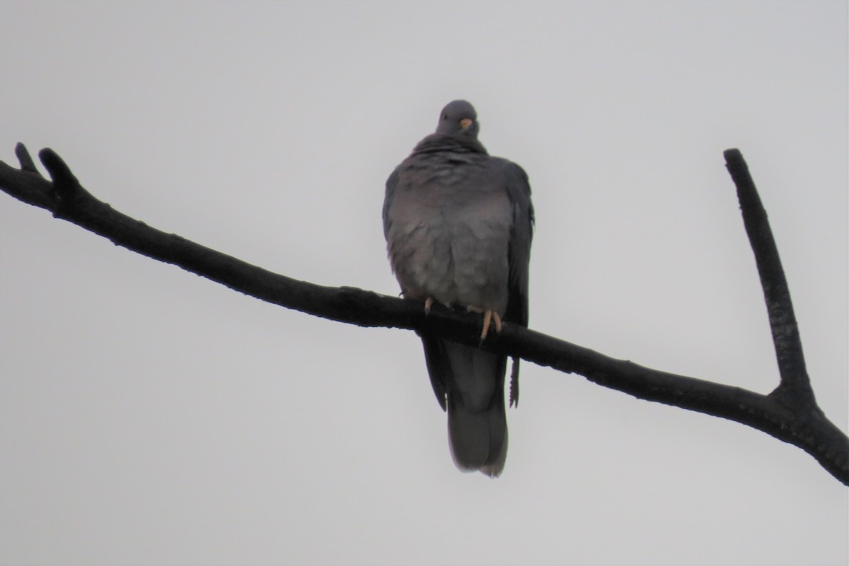Band-tailed Pigeon - ML375089041