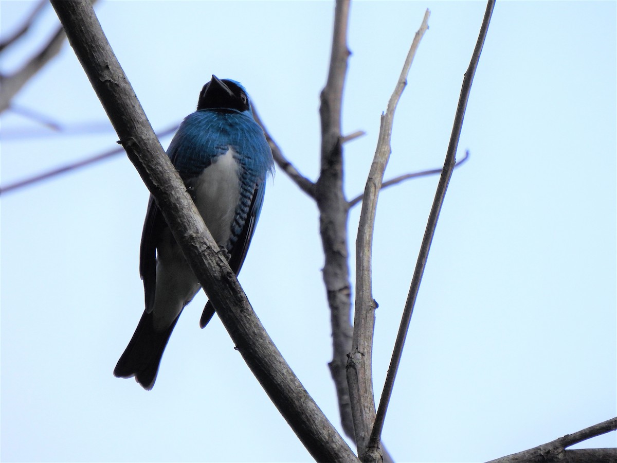 Swallow Tanager - Teresita Varon
