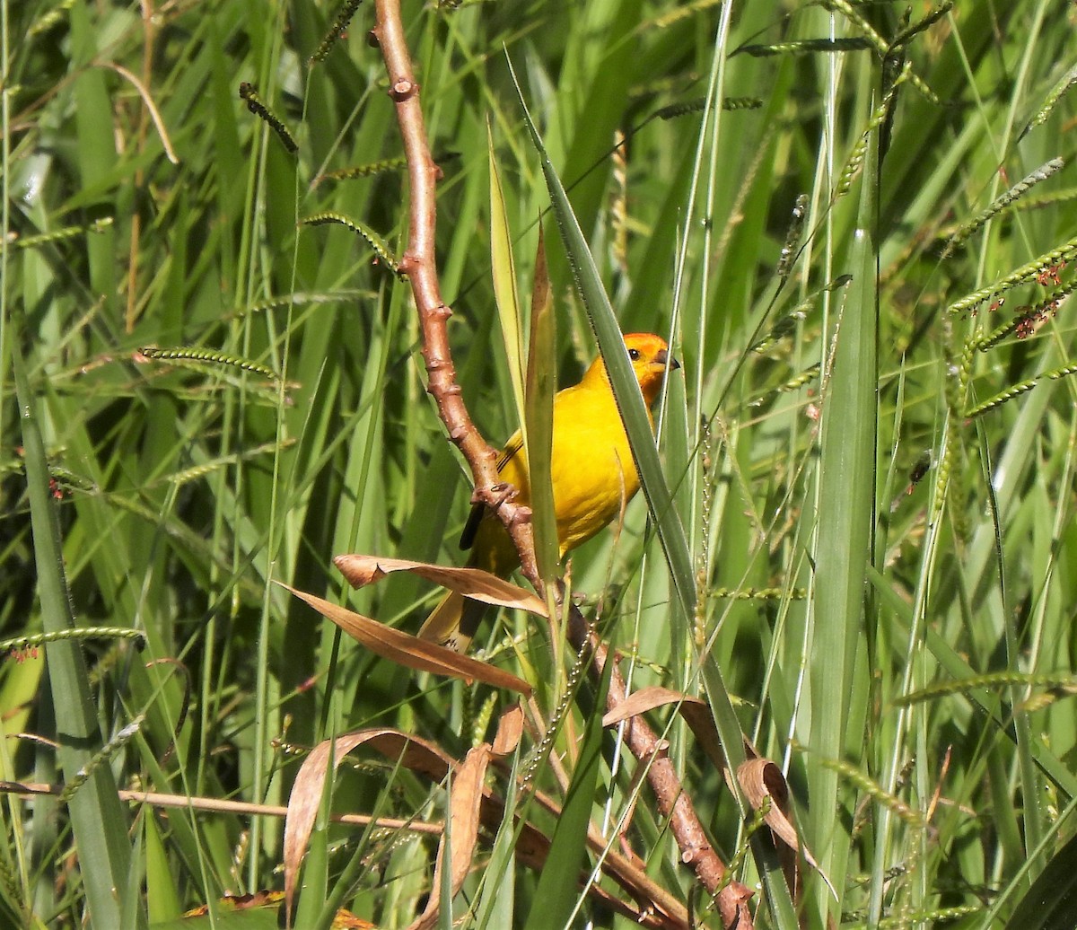 Saffron Finch - Teresita Varon