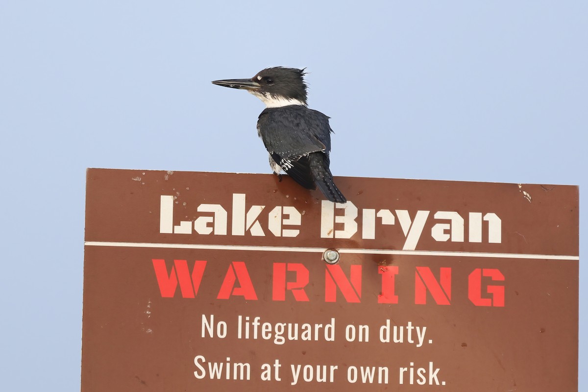 Belted Kingfisher - ML375098641