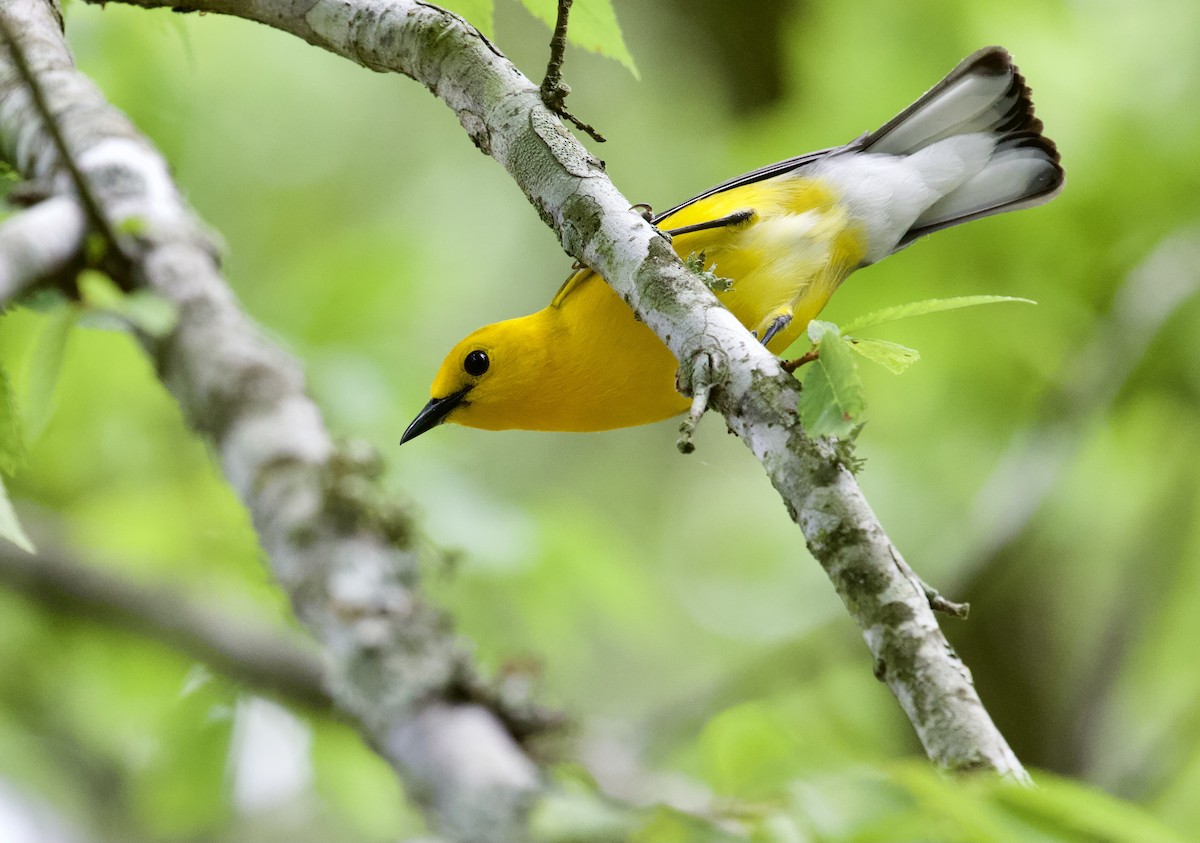 Prothonotary Warbler - ML375101631