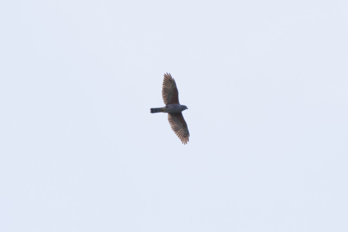 Rufous-thighed Kite - ML375102711