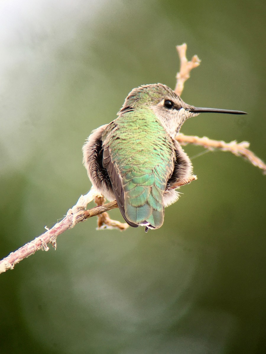 Anna's Hummingbird - Teresa Dolman