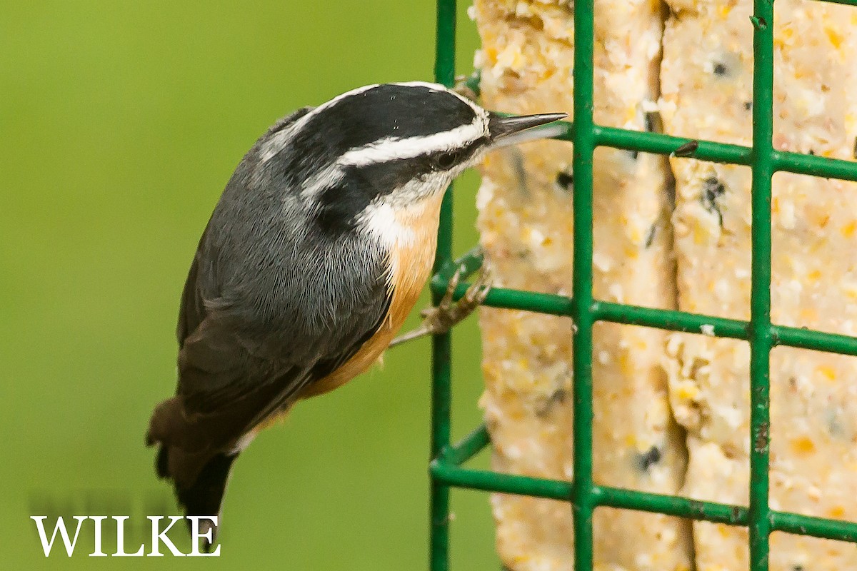 Red-breasted Nuthatch - ML37511221