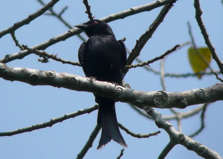 Fork-tailed Drongo - ML37511571