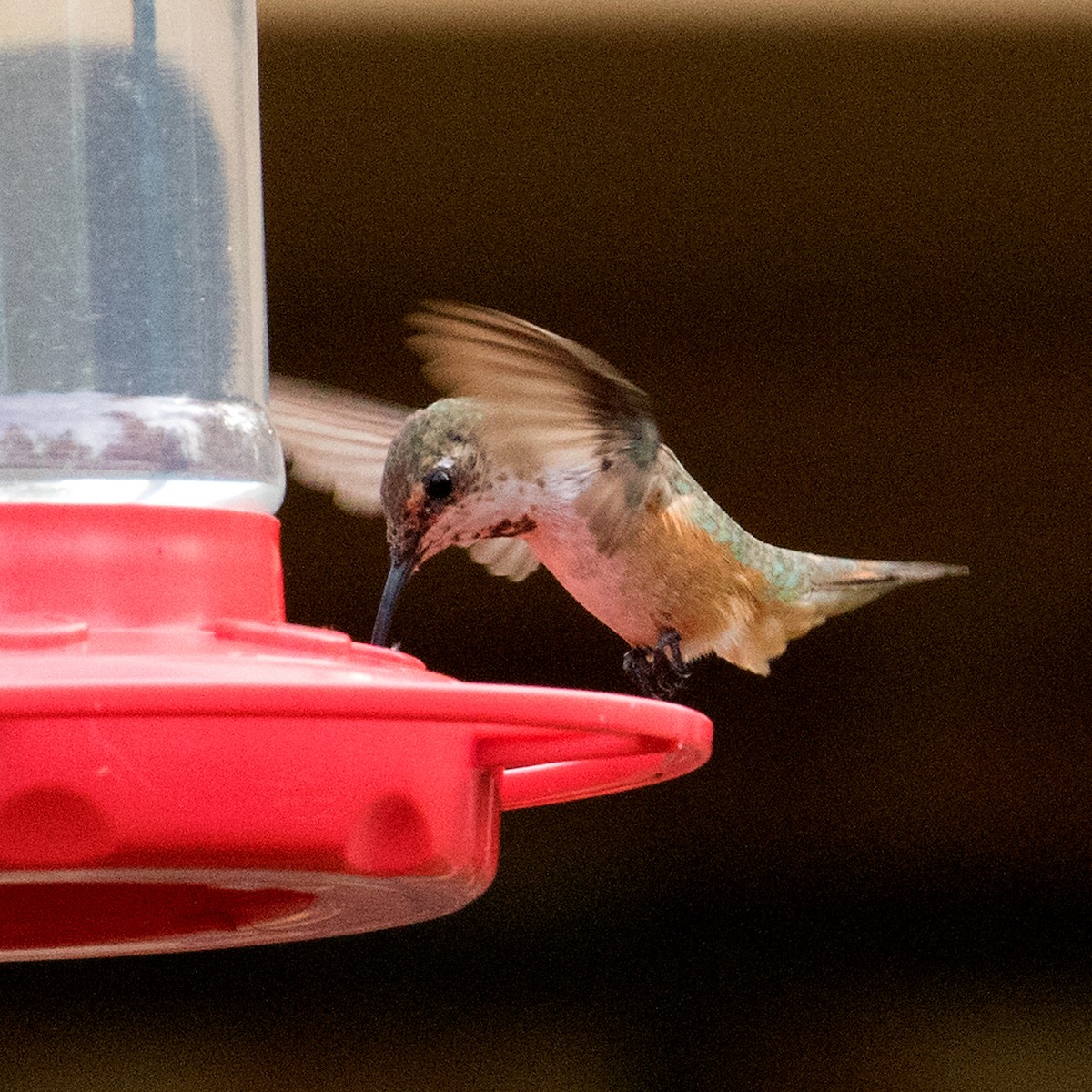 Rufous Hummingbird - ML375115931