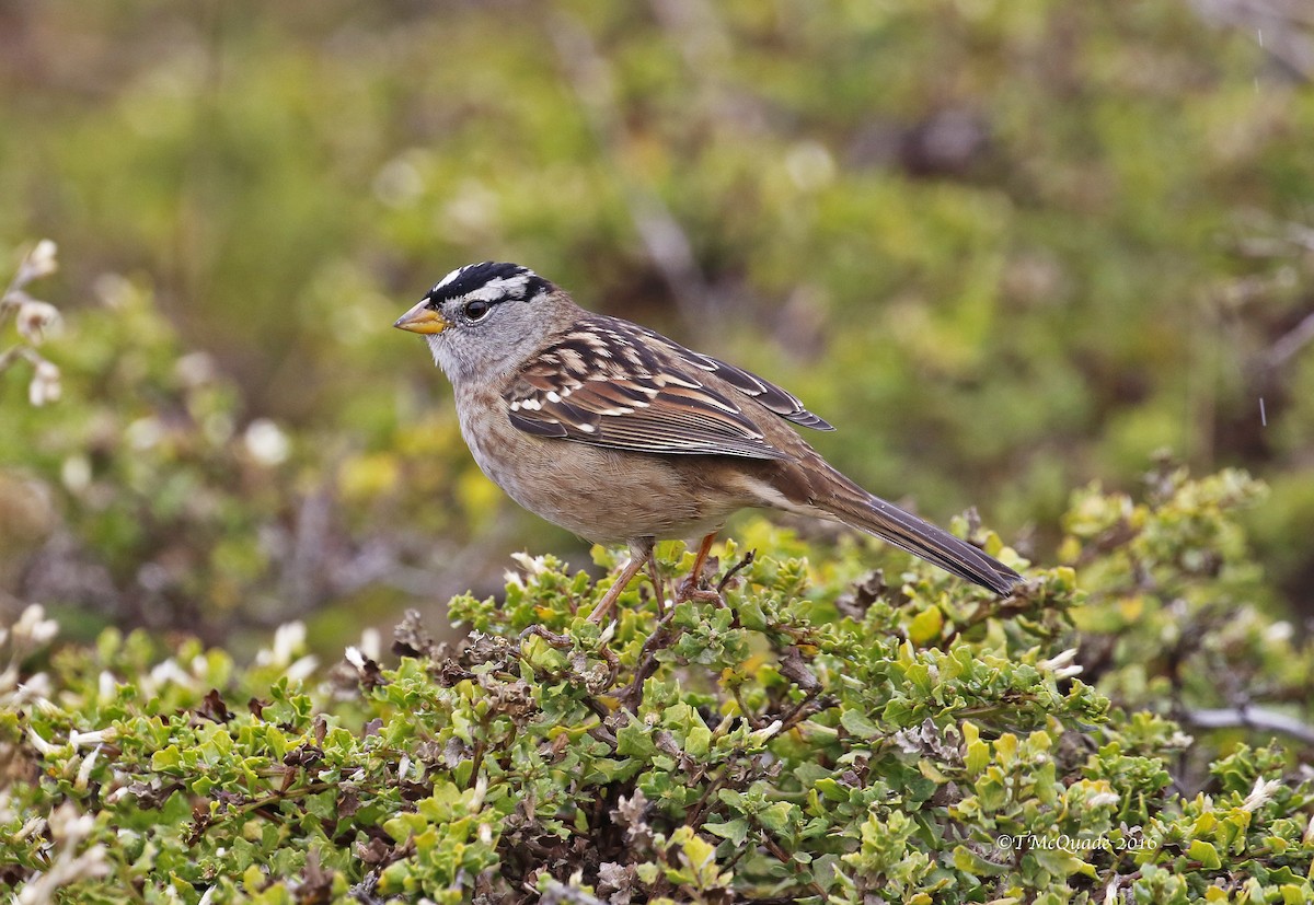 White-crowned Sparrow - ML37511761