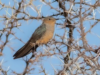  - Giant Hummingbird