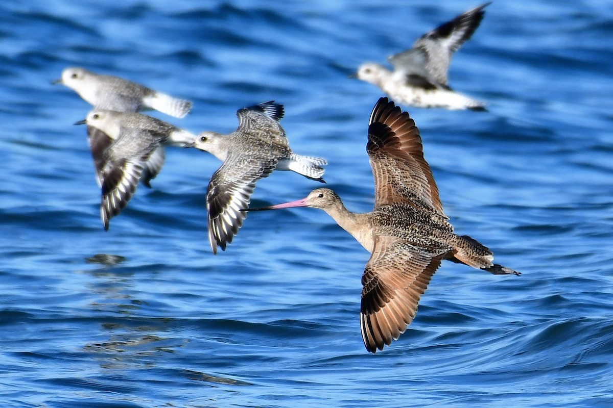 Marbled Godwit - Sia McGown