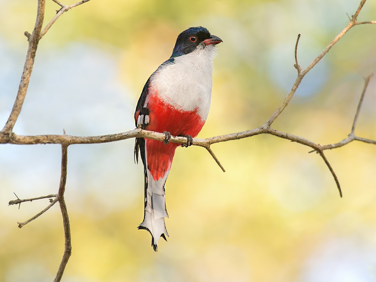 Cuban Trogon - Priotelus temnurus - Birds of the World