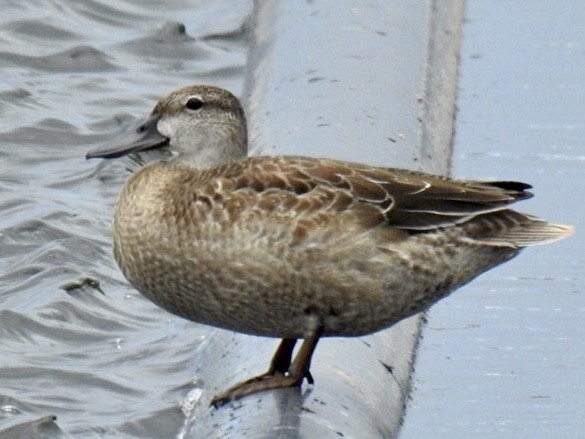 Blue-winged Teal - ML375129021