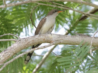  - Pearly-breasted Cuckoo