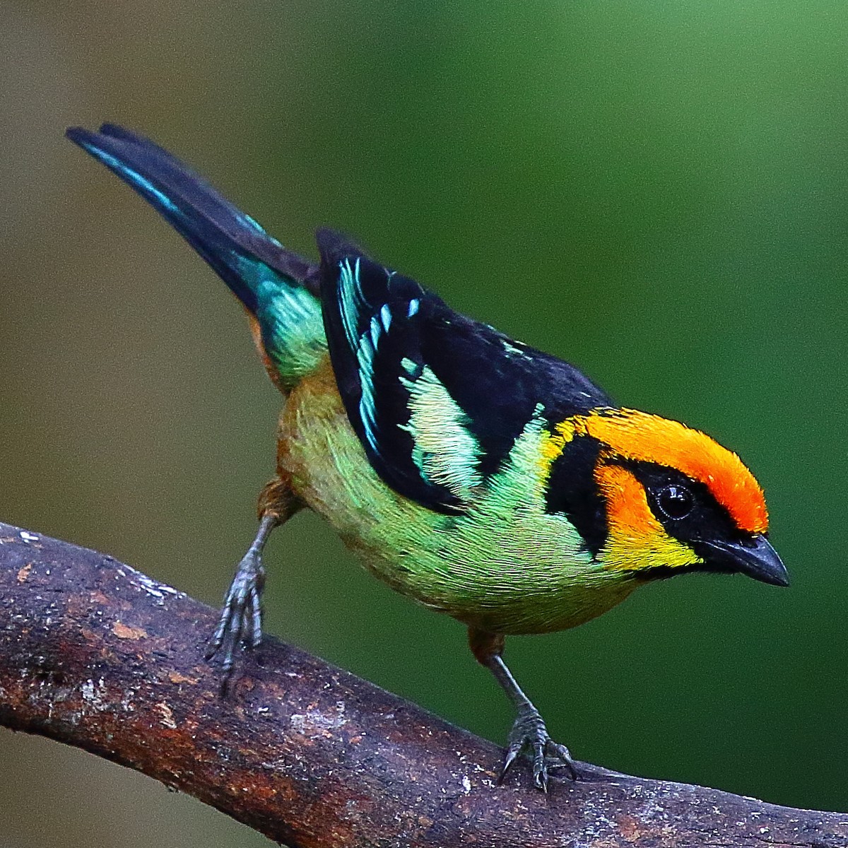 Flame-faced Tanager - Ryan Candee