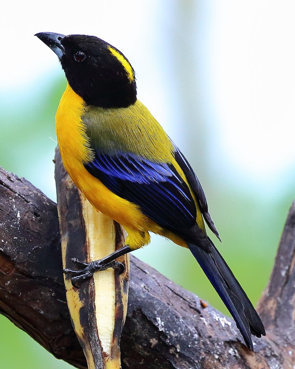 Black-chinned Mountain Tanager - ML37513221