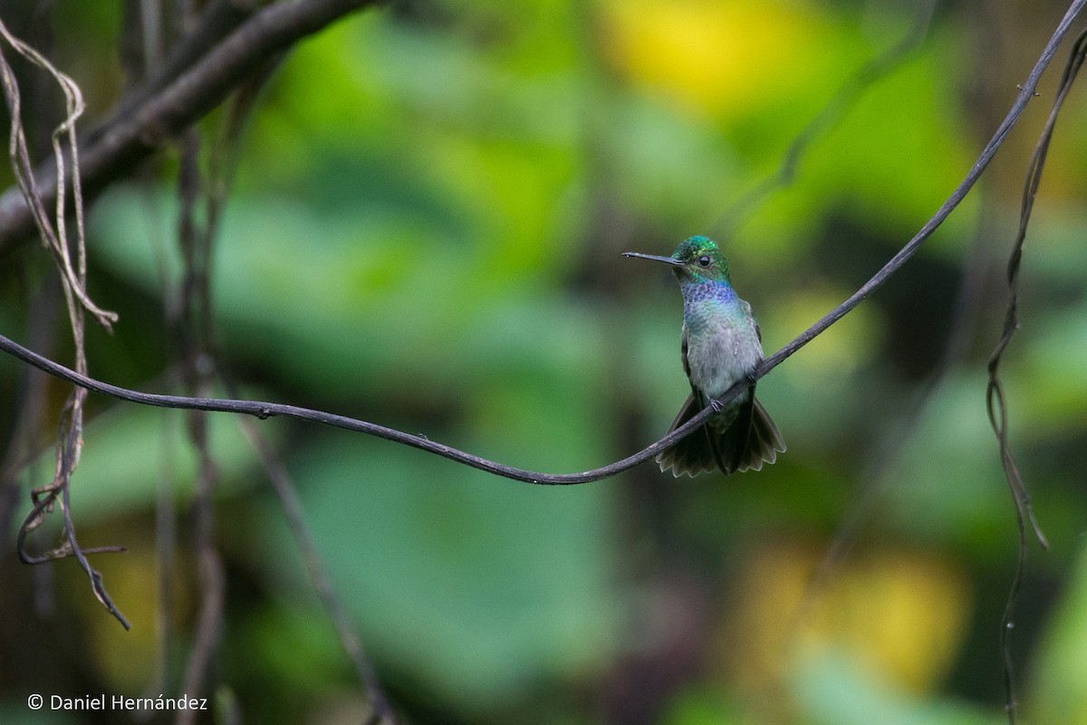 Charming Hummingbird - ML375133211