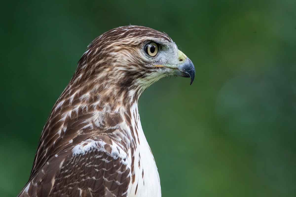 Red-tailed Hawk - Leo Bix