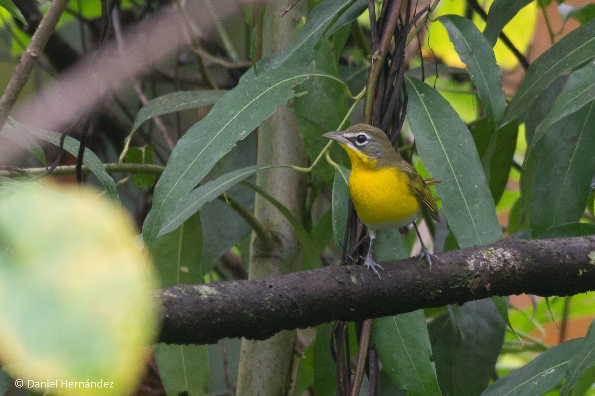 Yellow-breasted Chat - ML375133421