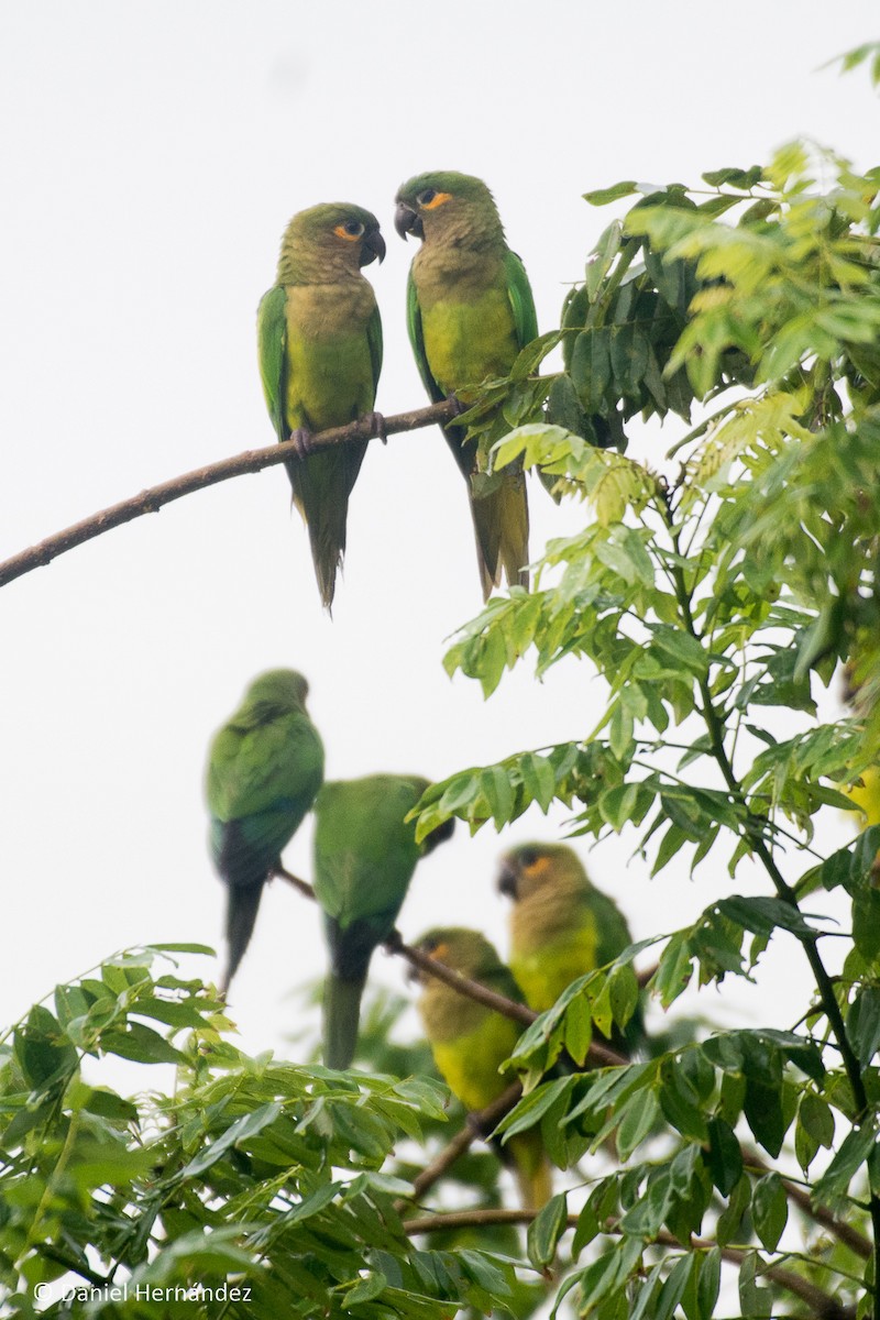 Brown-throated Parakeet - ML375133701