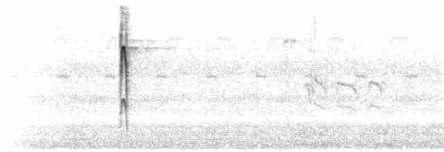 strakapoud osikový (ssp. pubescens/medianus) - ML375134941