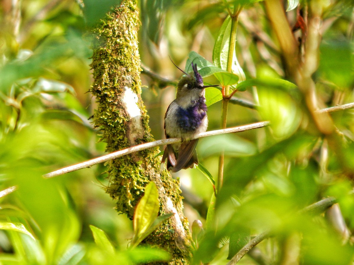 kolibřík paraguayský - ML375135421