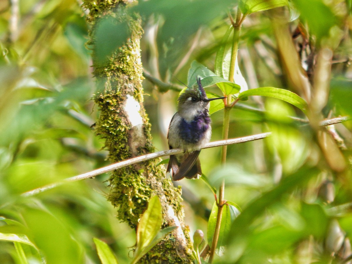 kolibřík paraguayský - ML375135431