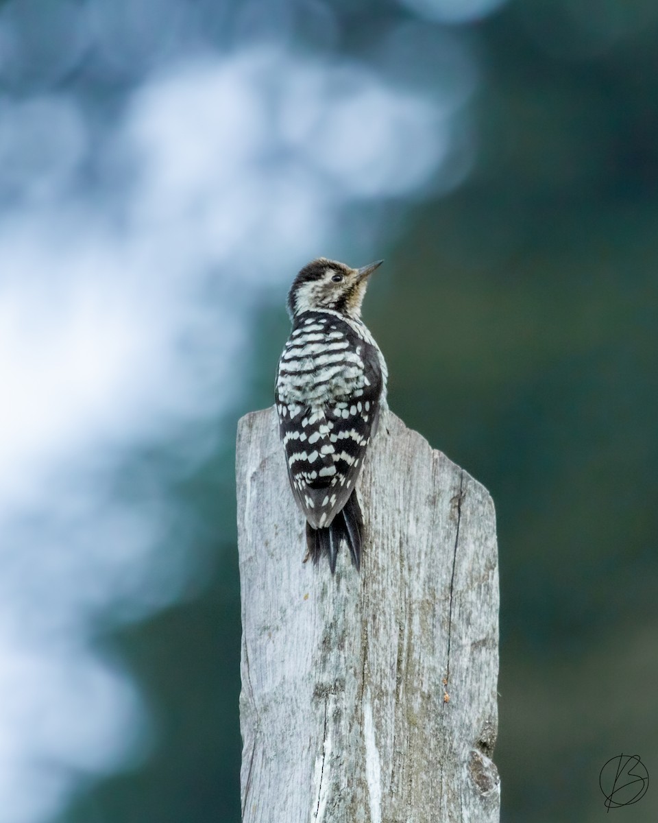Gray-capped Pygmy Woodpecker - ML375135651
