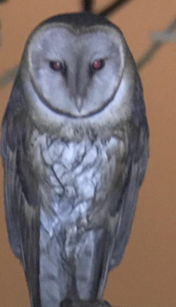 Barn Owl - Gustavo Bautista @GUSBIRDING