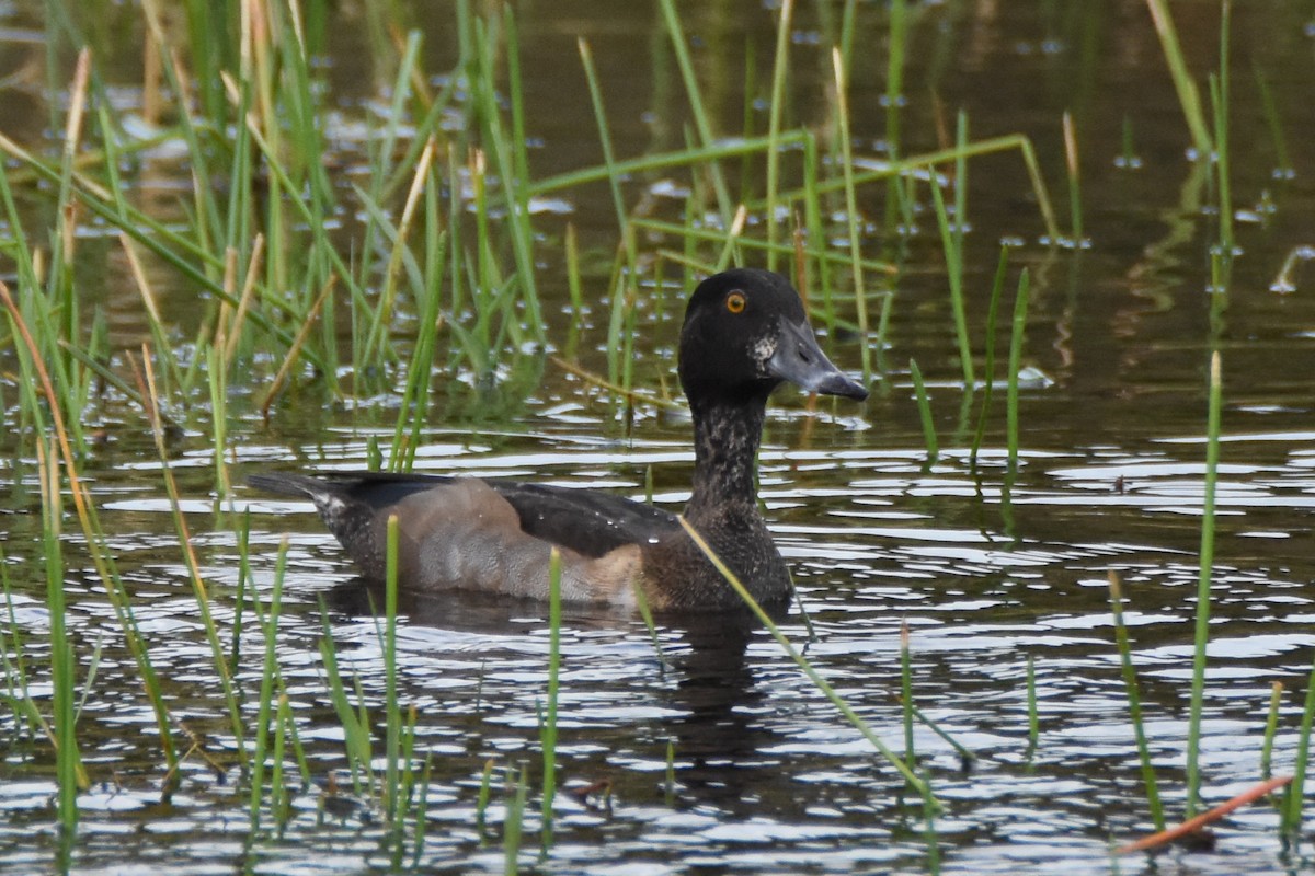Ring-necked Duck - Andrew Dobson
