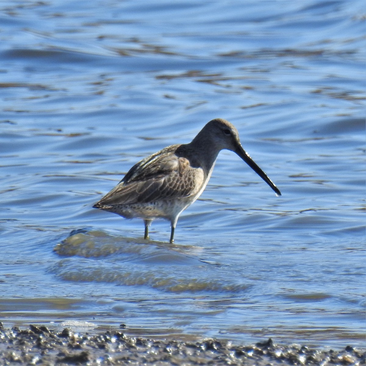 Long-billed Dowitcher - ML375142161